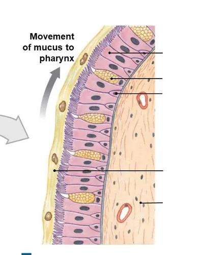 Respiratory epithelium